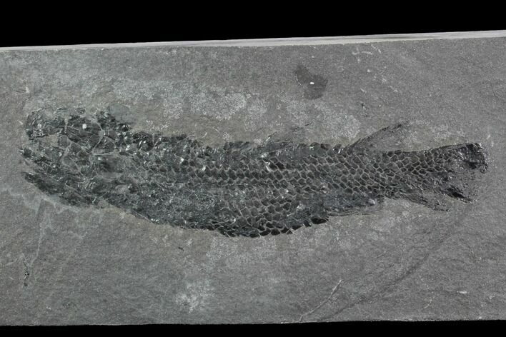 Devonian Lobed-Fin Fish (Osteolepis) - Scotland #98042